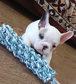 Franz�sische Bulldogge