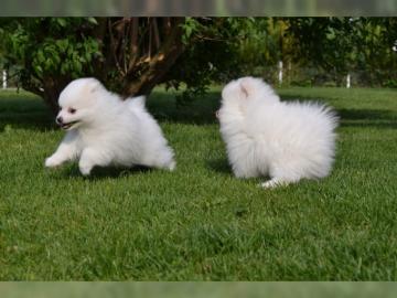 Pomeranian Zwergspitz welpen