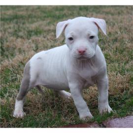 American Pitbull Terrier Welpen (rednose