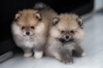 Pomeranian Zwergspitz mini