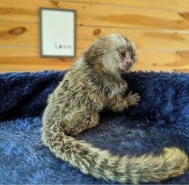 freundlicher Capuchin-Affen