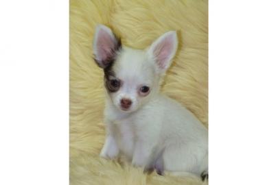 Mini X-mas Chihuahuawelpen 150 EUR