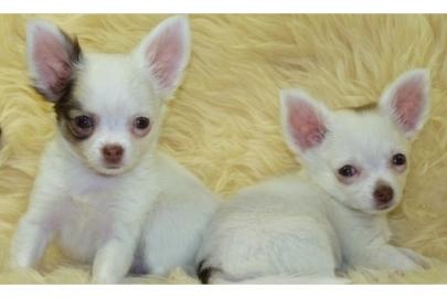 Mini X-mas Chihuahuawelpen 150 EUR