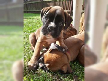 Sch?ne Boxer Welpen