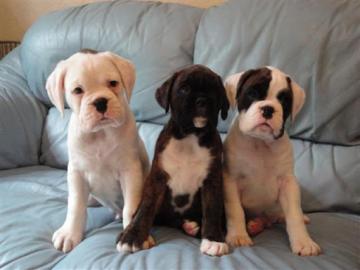Boxer Welpen suchen neues Zuhause