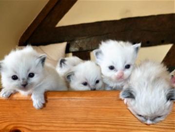 Super s��e Ragdoll K�tzchen K�tzchen Reg
