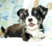 Wundersch�ne mini  Chihuahua-Welpen