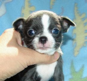 Wundersch�ne mini  Chihuahua-Welpen