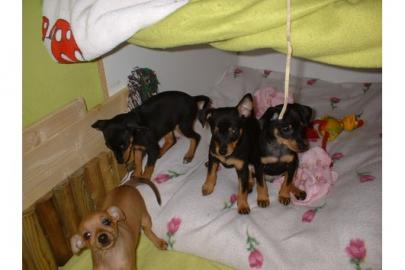 Zwergpinscher-Zwergrehpinscher-Rehpinsch