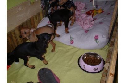 Zwergpinscher-Zwergrehpinscher-Rehpinsch