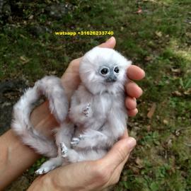 Baby Murmeltiere Affen zur Annahme. 