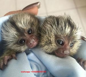 Baby Murmeltiere Affen zur Annahme. 