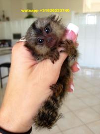 Baby Murmeltiere Affen zur Annahme. 