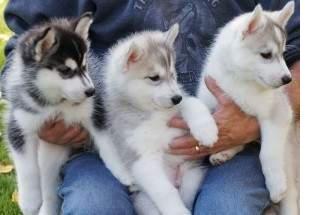 Siberian Husky Welpen