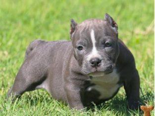 Reinrassige American Pit Bull Terrier We
