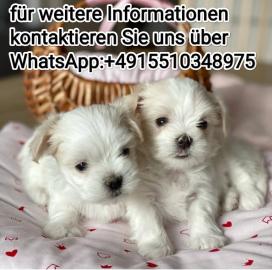 Malteser /WhatsApp: +4915510348975