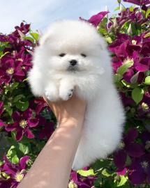 🐾 Zwergspitz-Welpen (Pomeranian) 