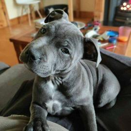 Wunderbarer Pitbull zur Adoption