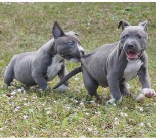 Rednose American Pit Bull Terrier Welpen