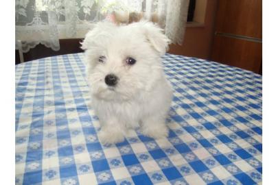 Malteser Welpen