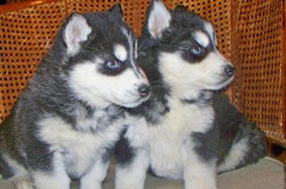 Siberian Husky Welpen