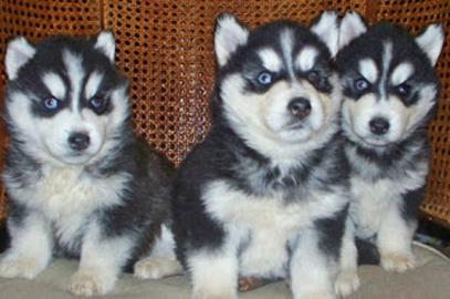 Siberian Husky Welpen