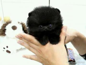 Zwergspitz Pomeranian Welpen