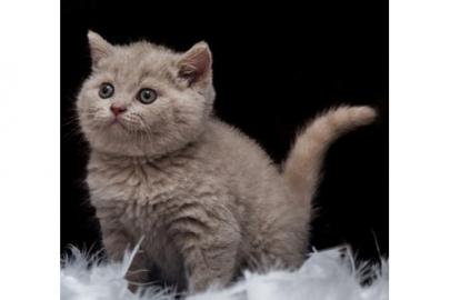 Reinrassige BKH Kitten