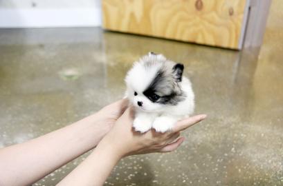 Teacup Pomeranian Spitz Welpen