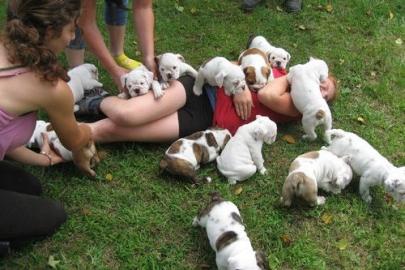 English bulldoge