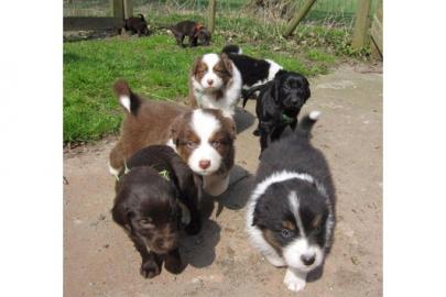 6 s��e Australian Shepherd Welpen VERGEB