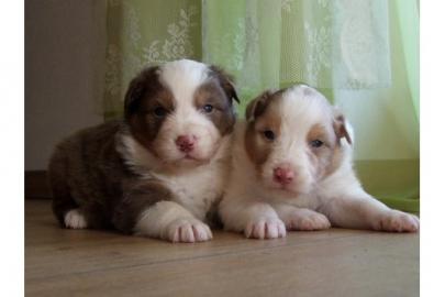 6 s��e Australian Shepherd Welpen VERGEB