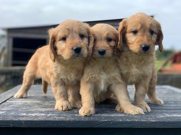 Goldendoodle-Welpe. 