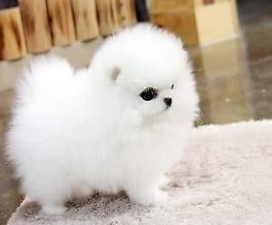 Super~s��e~zwergspitze~pomeranian~ welpe