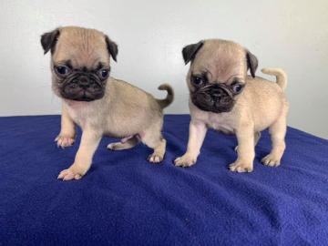 Mops welpen suchen neues Zuhause whatsap