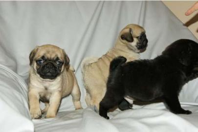 Mops Welpen, gechipt, geimpft usw Wir h