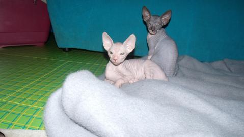 wundersch�ne don sphynx k�tzchen