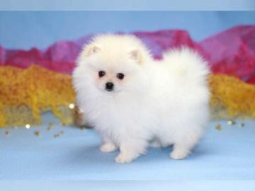 Pomeranian Welpen (Reinrassig) mit Papie