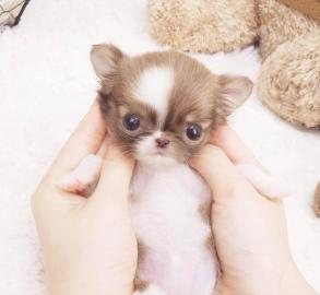 Chihuahua-Welpen zur Unterbringung