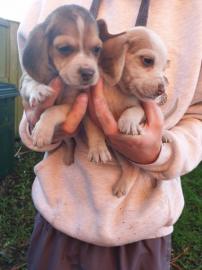 Wundersch�ne Beagle Welpen mit Papieren