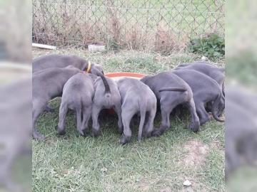 Weimaraner Welpen WURFANK�NDIGUNG