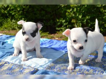 CHIHUAHUA Welpe