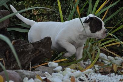 American Bulldog Welpen