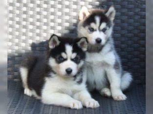 Siberian Husky Welpen mit blauen augen. W
