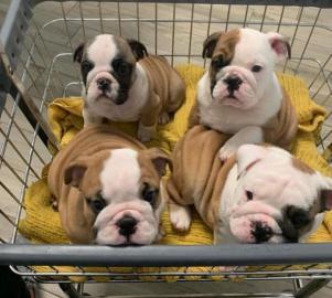 S��e Englische Bulldoggen Welpen whatsap