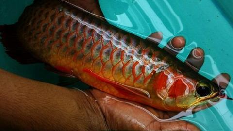 super rot arowanas Fisch und viele ander