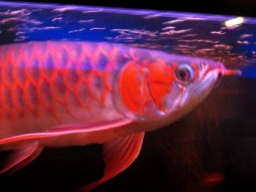 super rot arowanas Fisch und viele ander