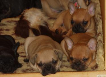 S��er Franz�sisch Bulldogge-Welpen
