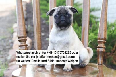Schlingel ist ein gesunder Mops-Welpe