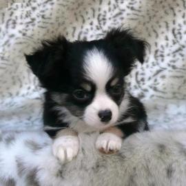 MINI CHIHUAHUA WELPEN